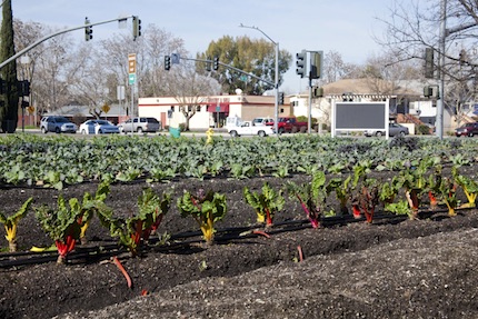 “Every school shall have a garden, a farmers market and a grocery store”